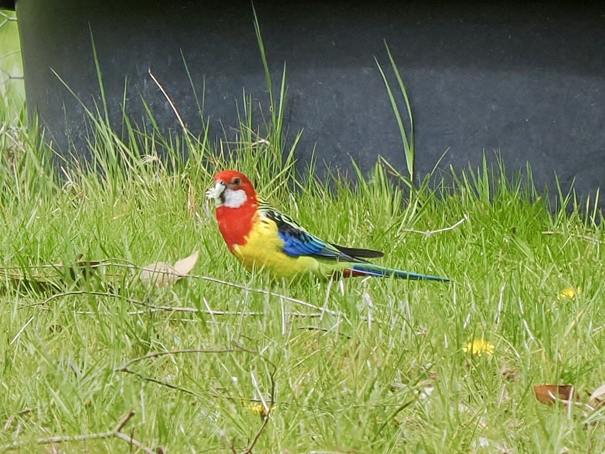 Eastern Rosella - ML642035452