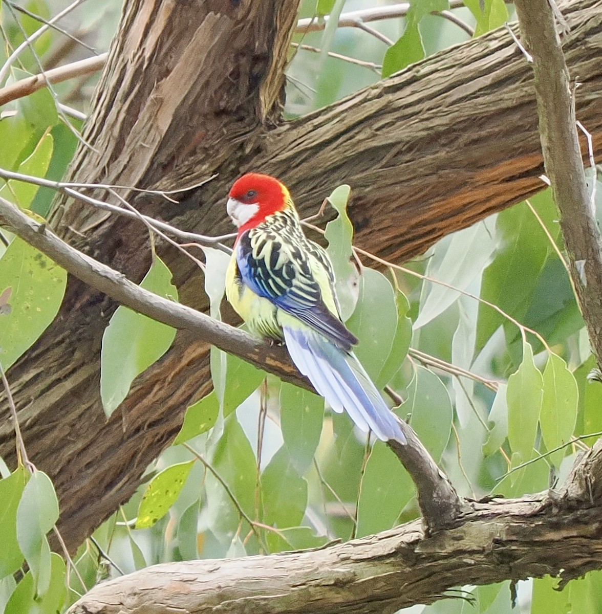 Eastern Rosella - ML642035453
