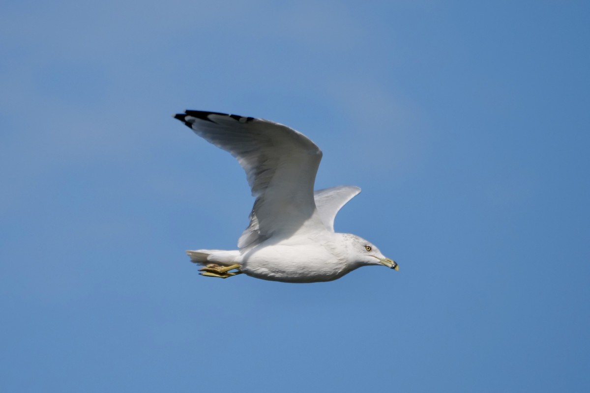 Ring-billed Gull - ML642035455