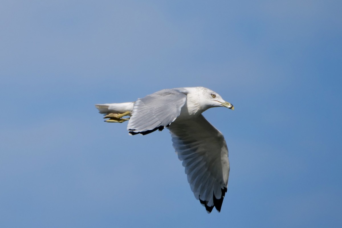 Ring-billed Gull - ML642035456