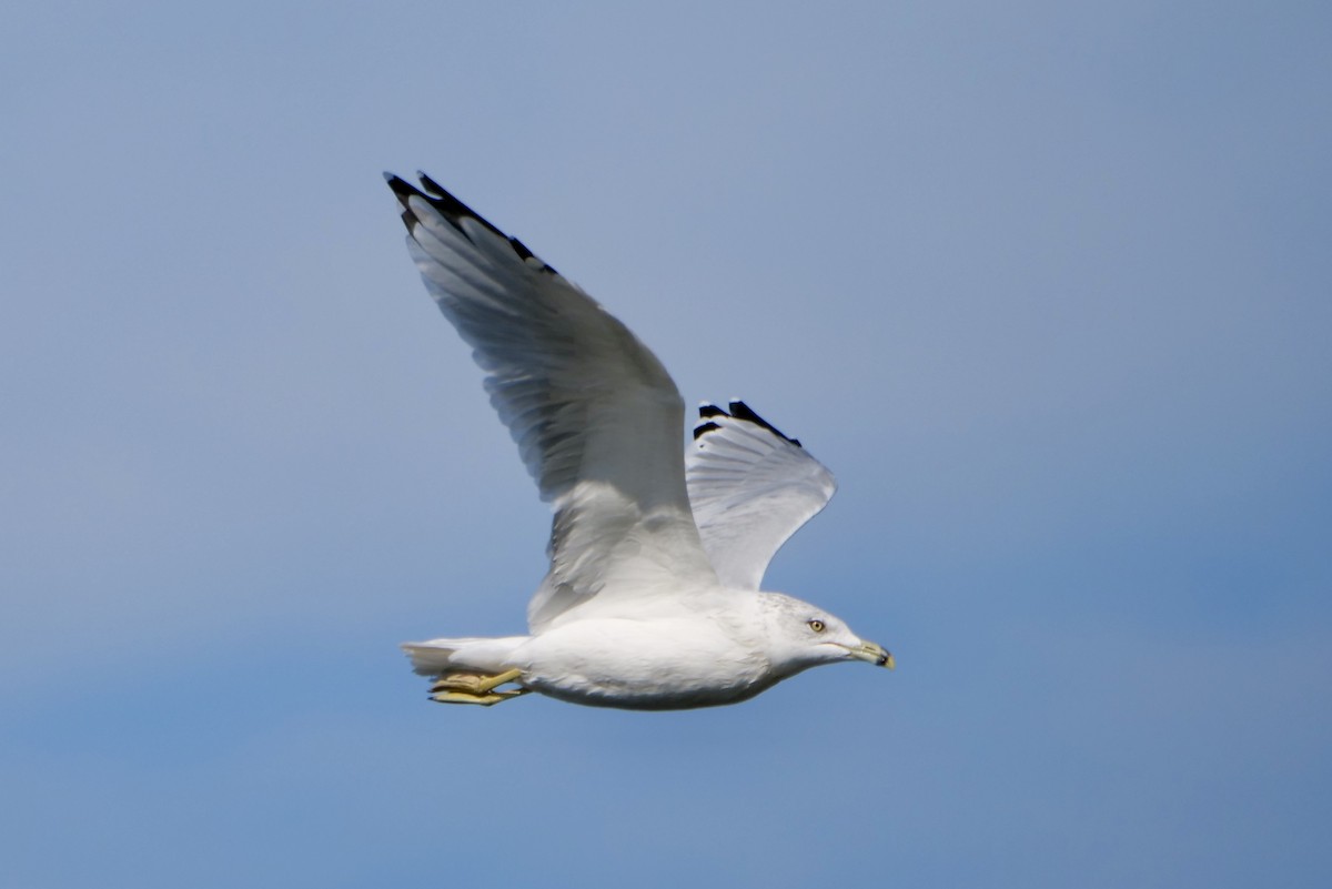 Ring-billed Gull - ML642035457