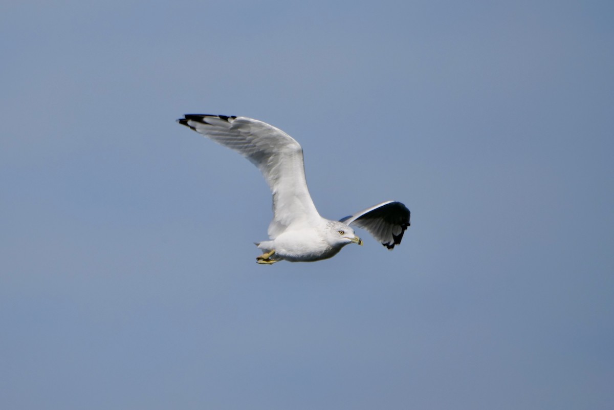 Ring-billed Gull - ML642035458