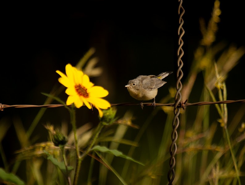 Virginia's Warbler - ML642035459