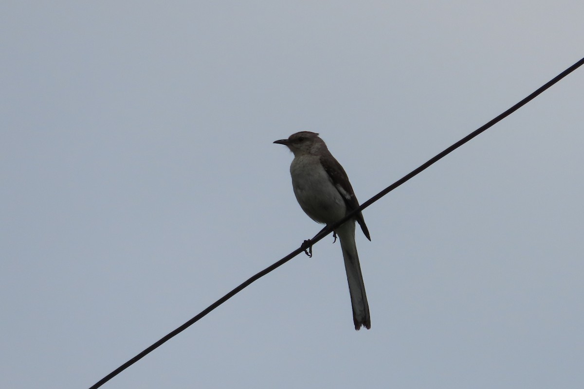 Northern Mockingbird - ML642035471