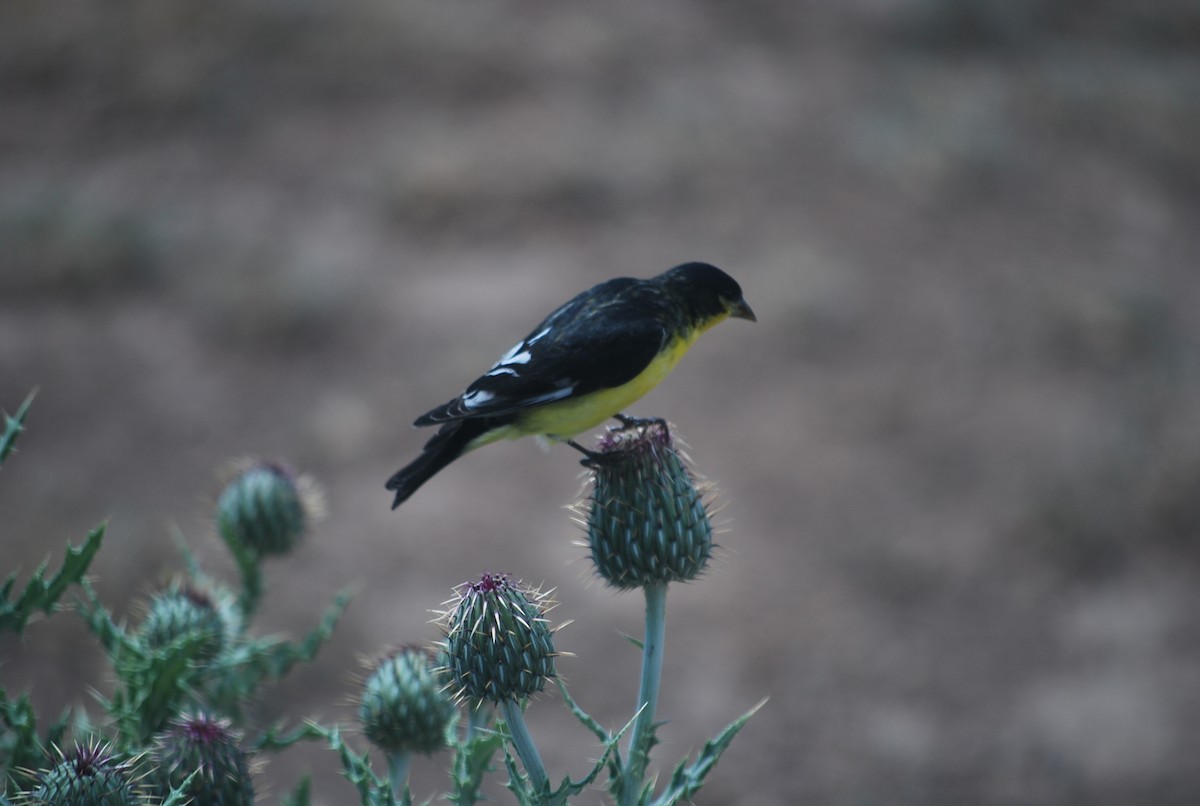 Lesser Goldfinch - ML642035480