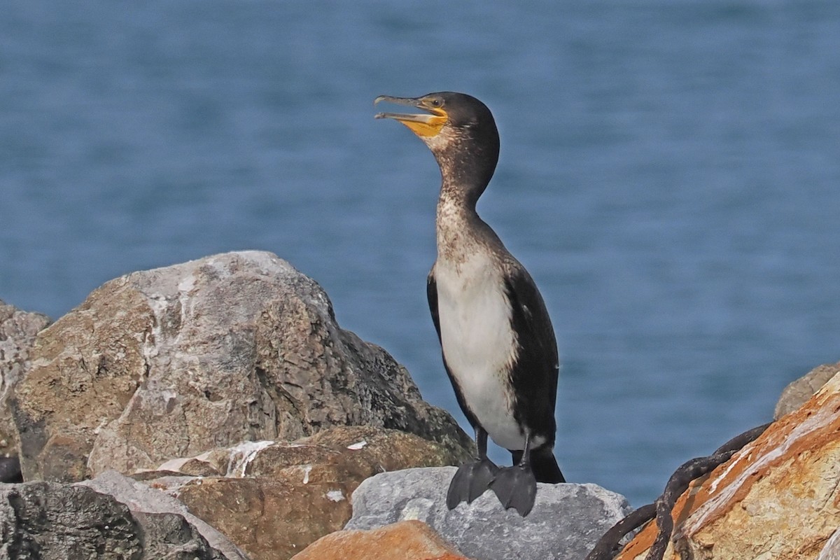 Great Cormorant - ML642035483