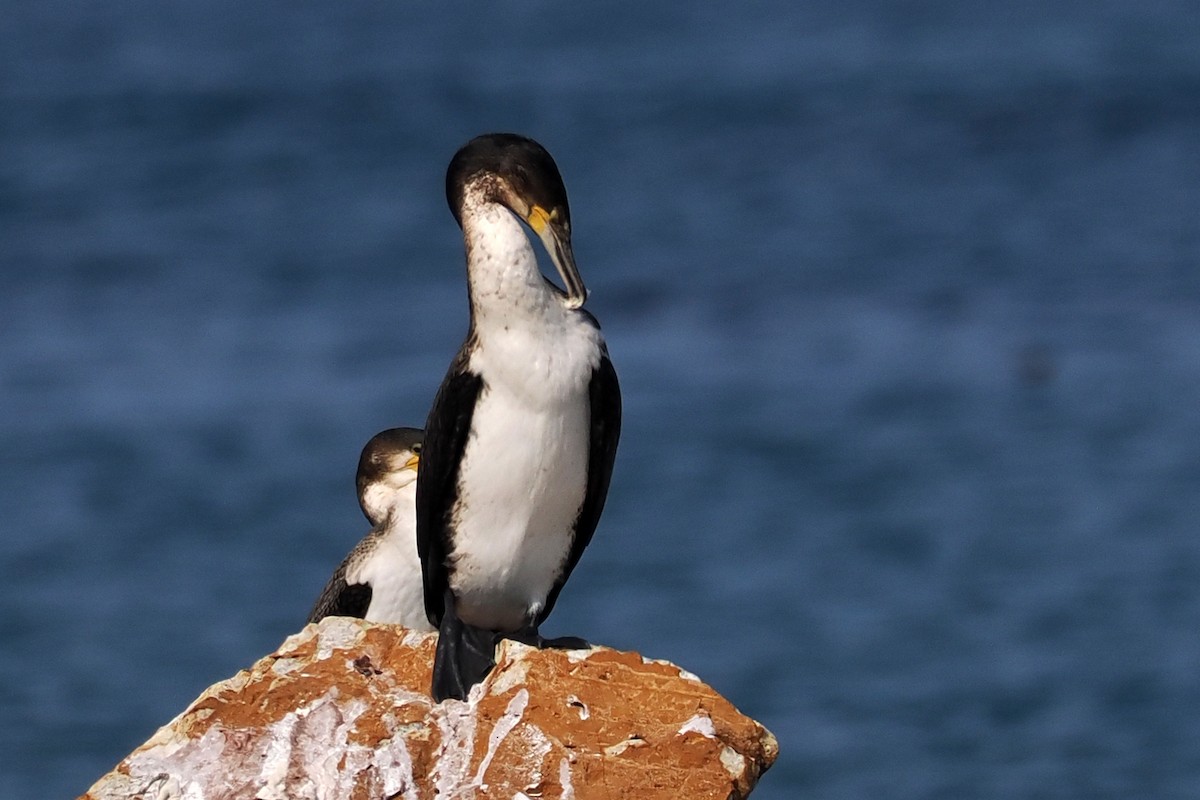 Great Cormorant - ML642035484
