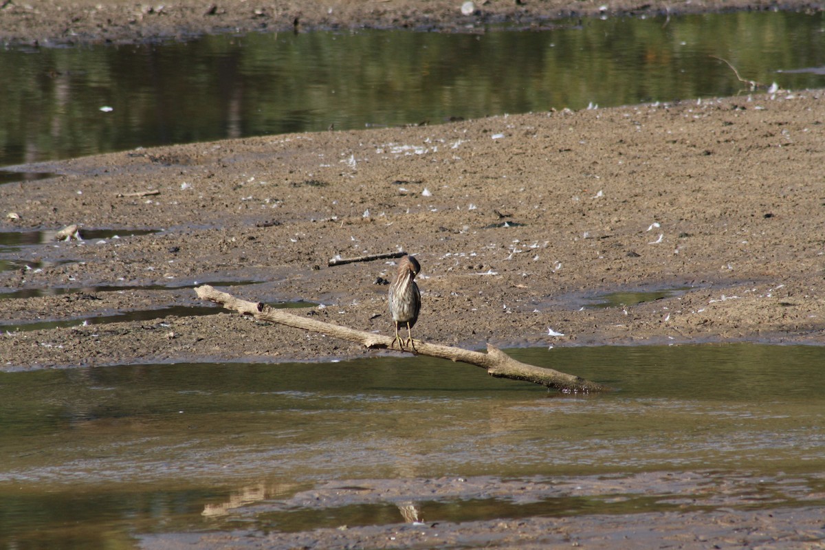 Green Heron - ML642035485