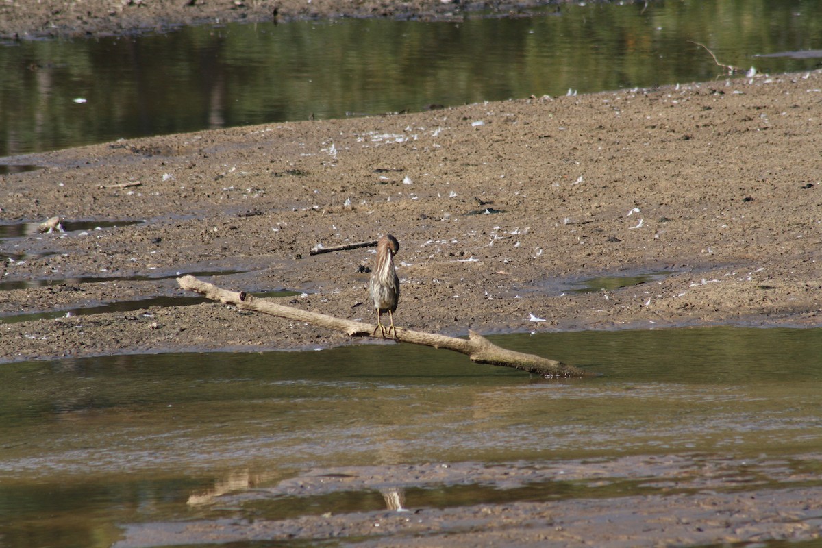 Green Heron - ML642035486
