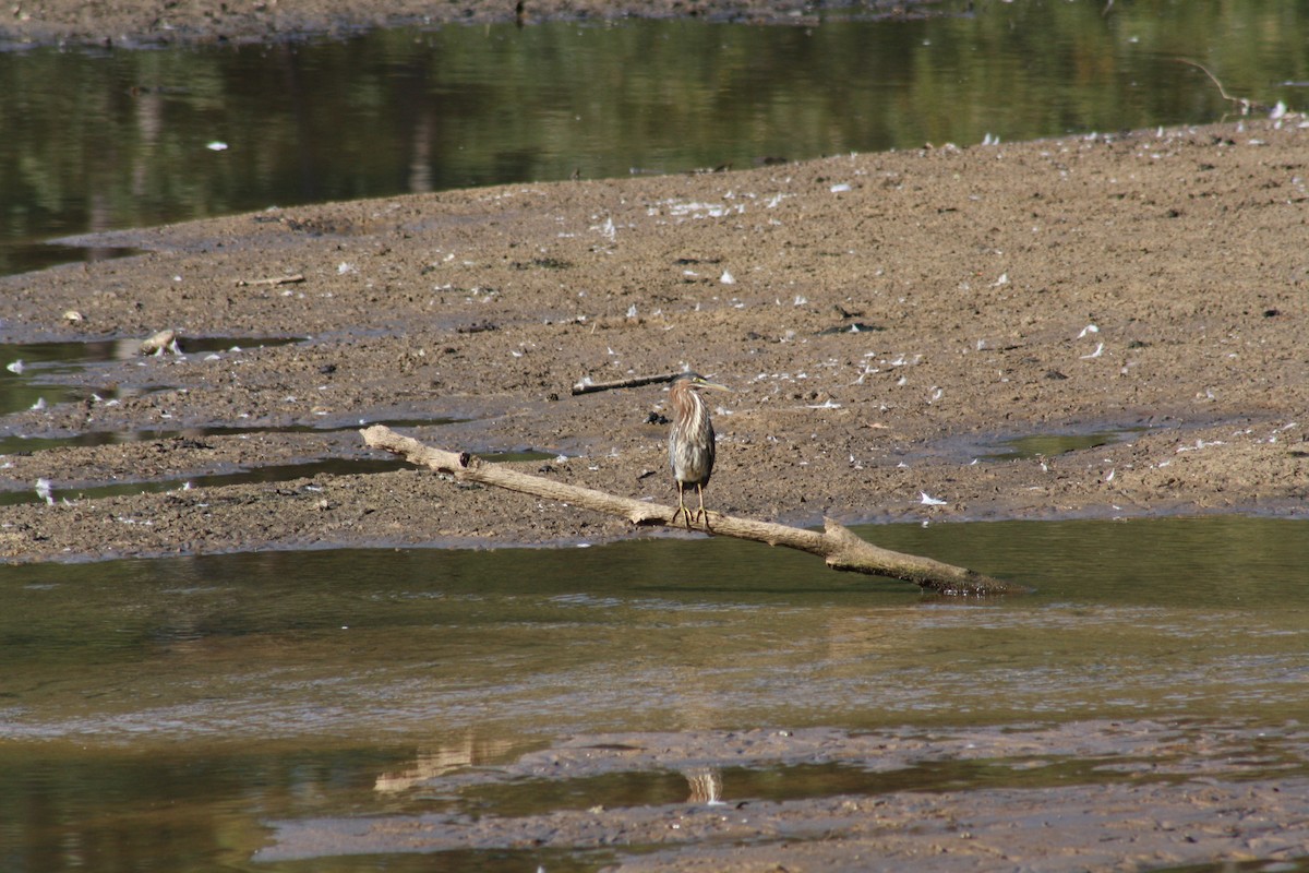 Green Heron - ML642035487