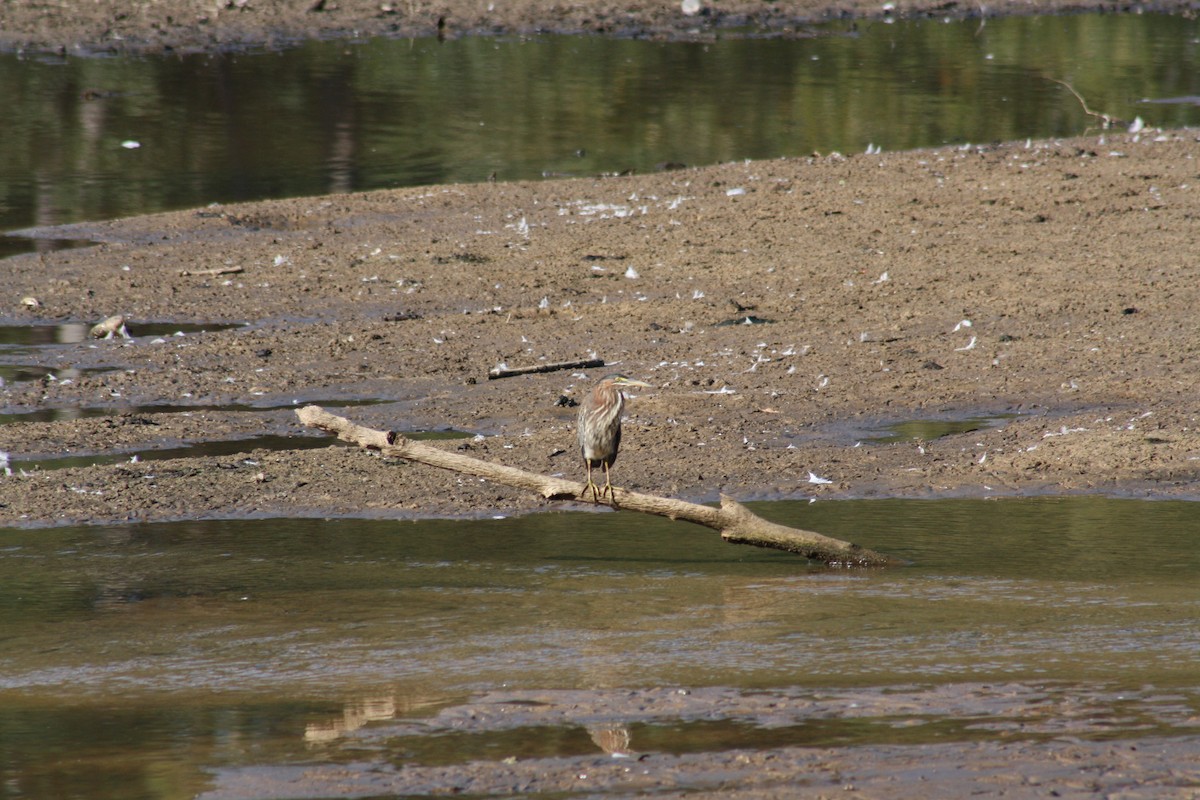 Green Heron - ML642035488
