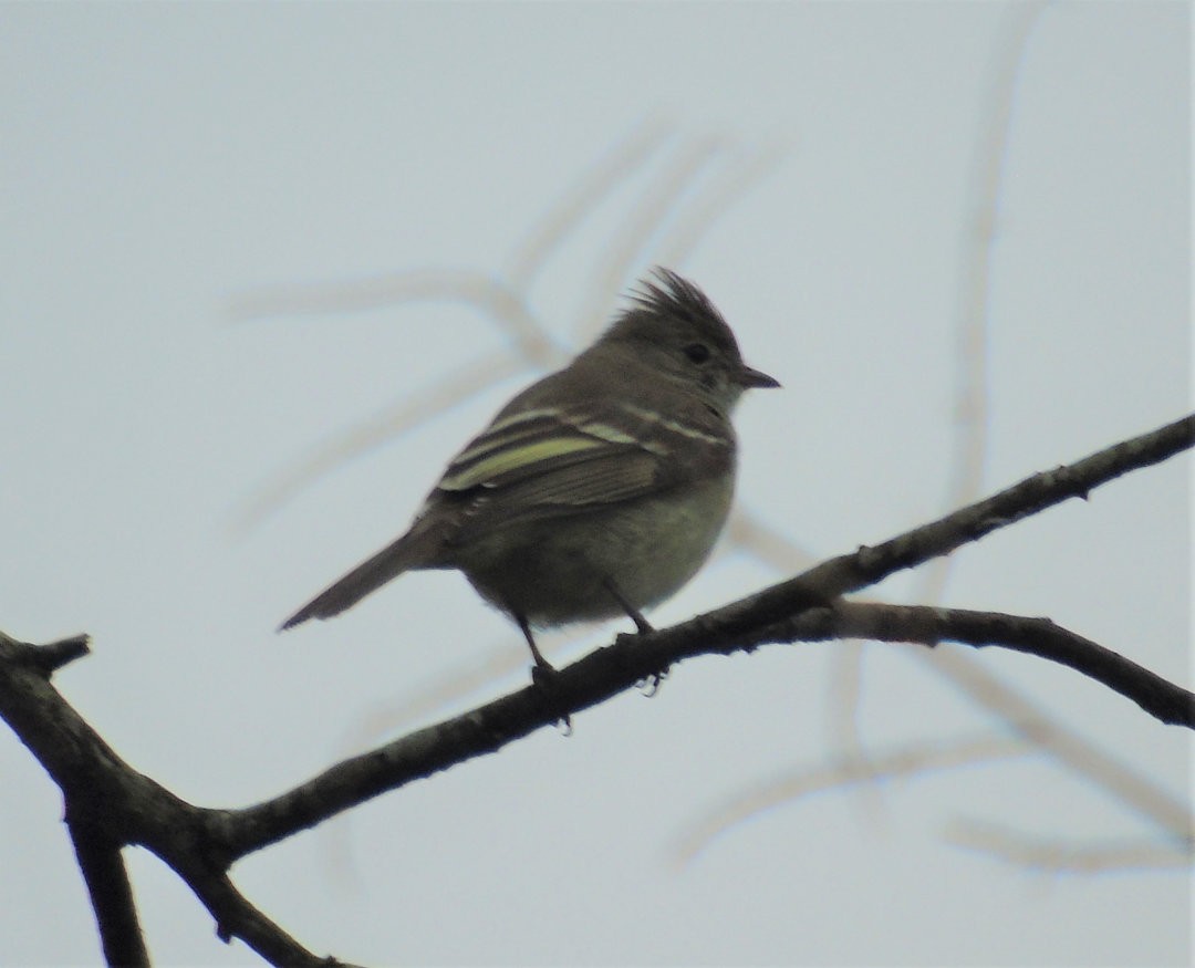Yellow-bellied Elaenia - ML642035491