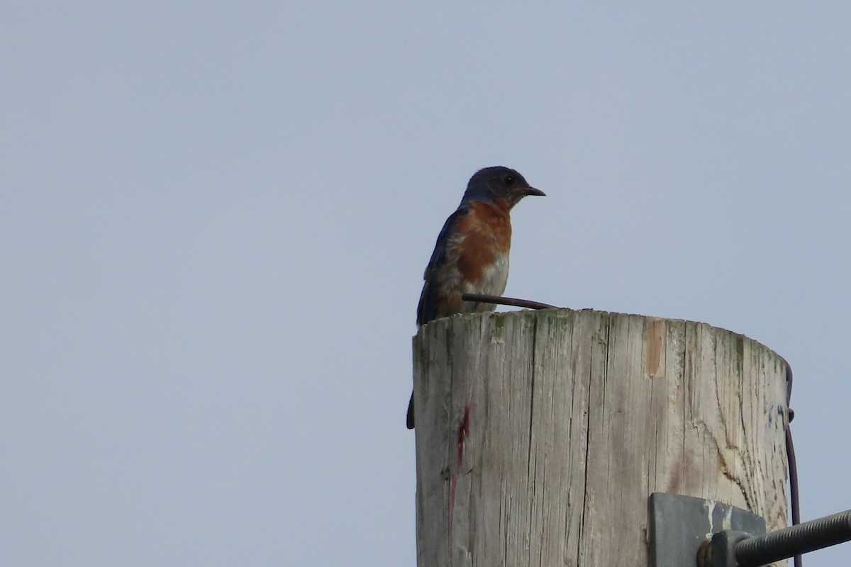 Eastern Bluebird - ML642035492
