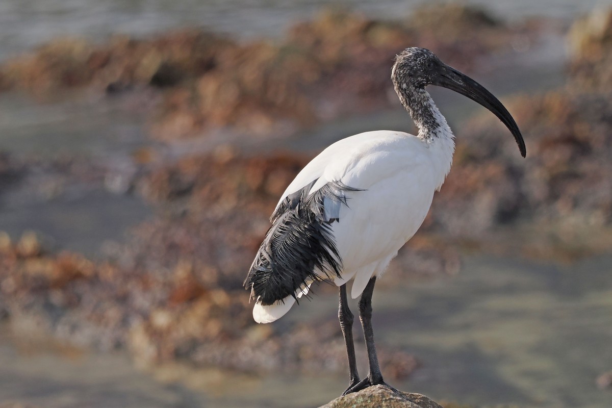 African Sacred Ibis - ML642035493