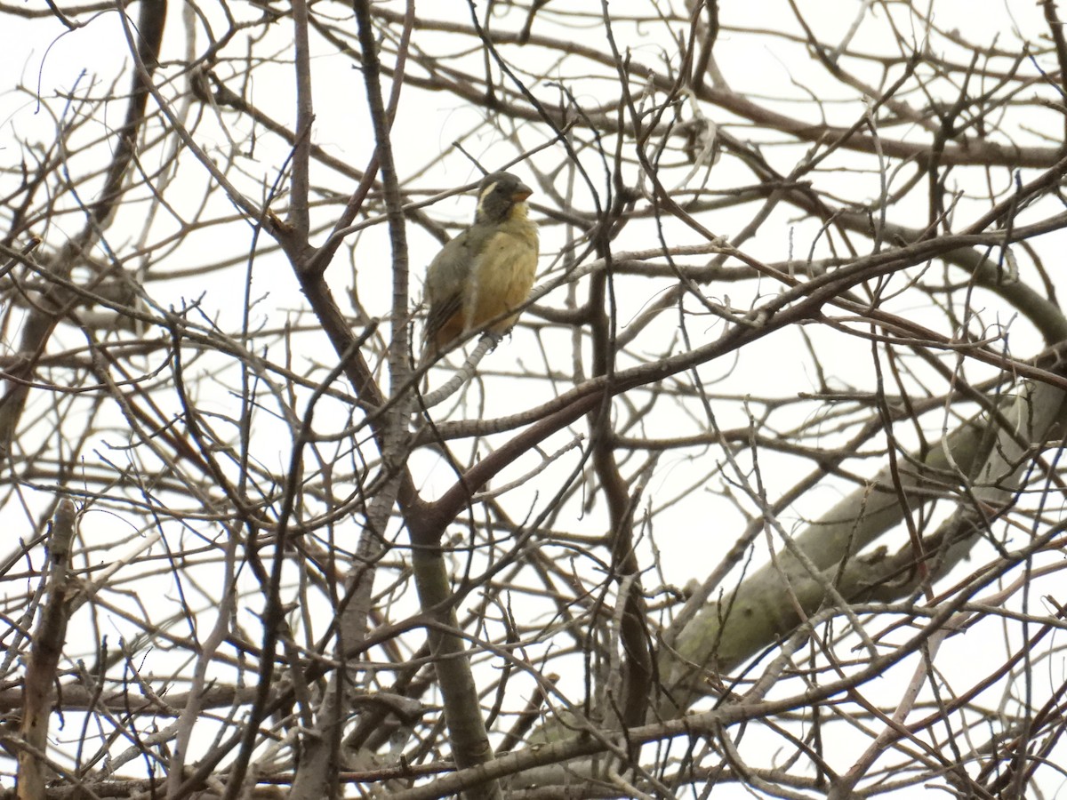 Golden-billed Saltator - ML642035494