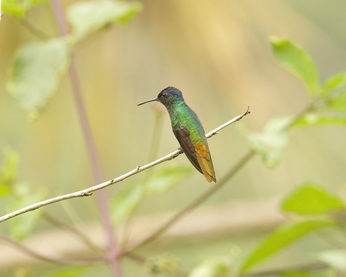 Golden-tailed Sapphire - ML642035495