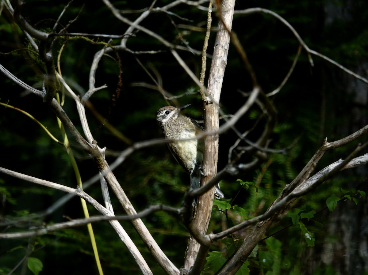 Yellow-bellied Sapsucker - ML642035496
