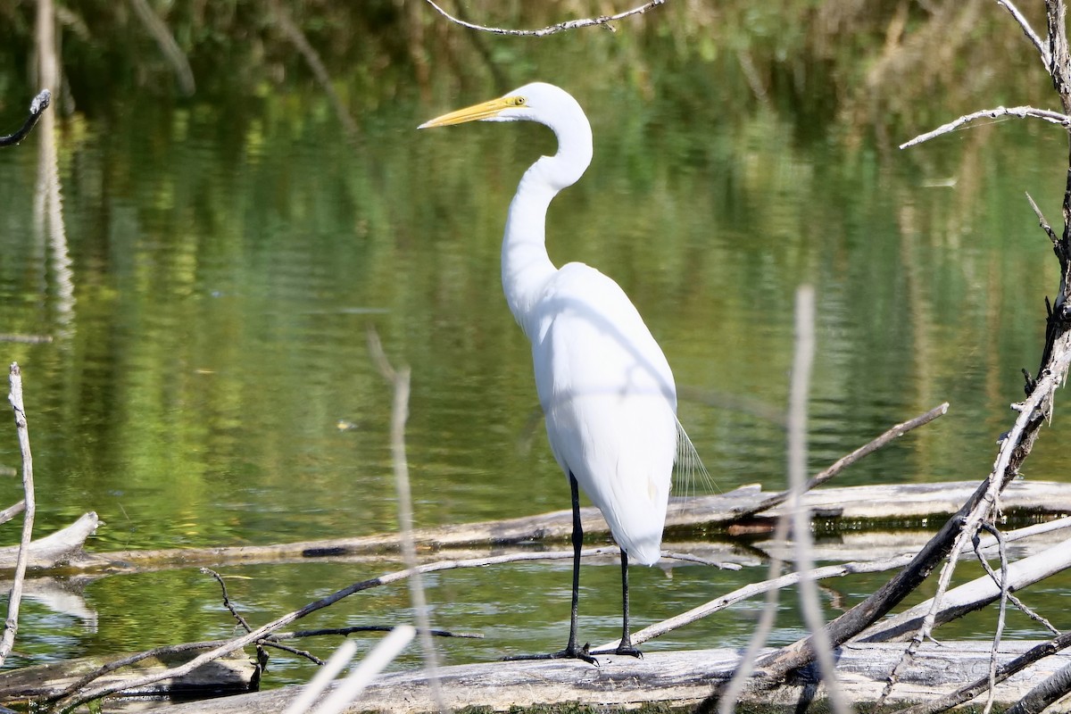 Great Egret - ML642035498