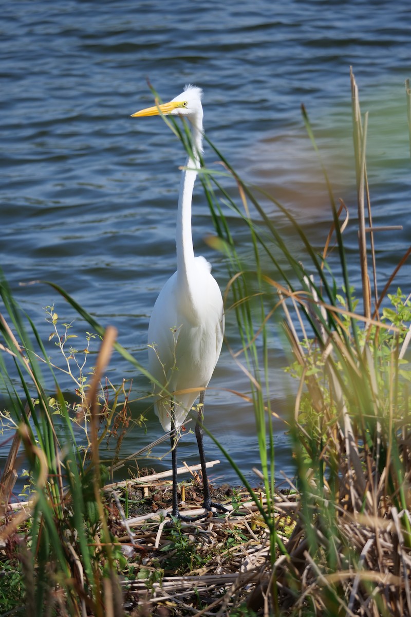 Great Egret - ML642035499