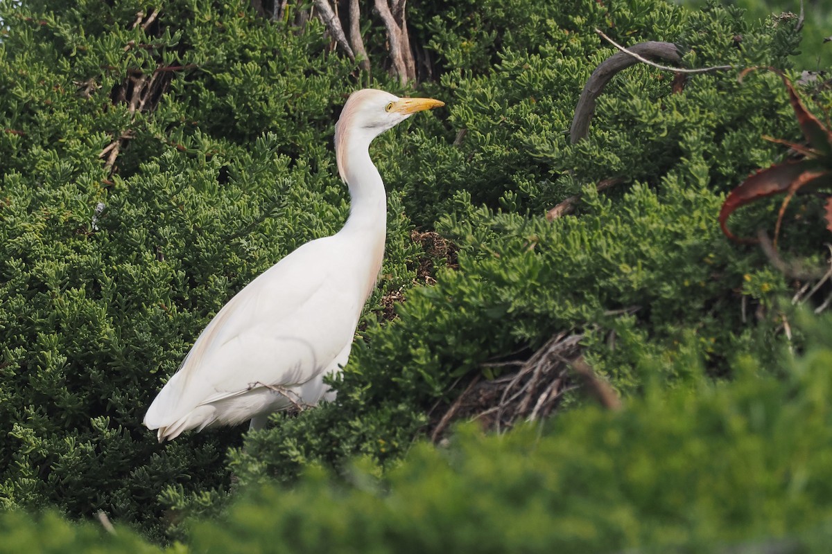 Western Cattle-Egret - ML642035500