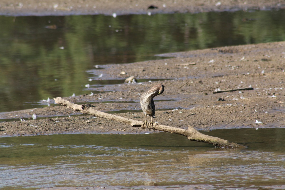 Green Heron - ML642035505