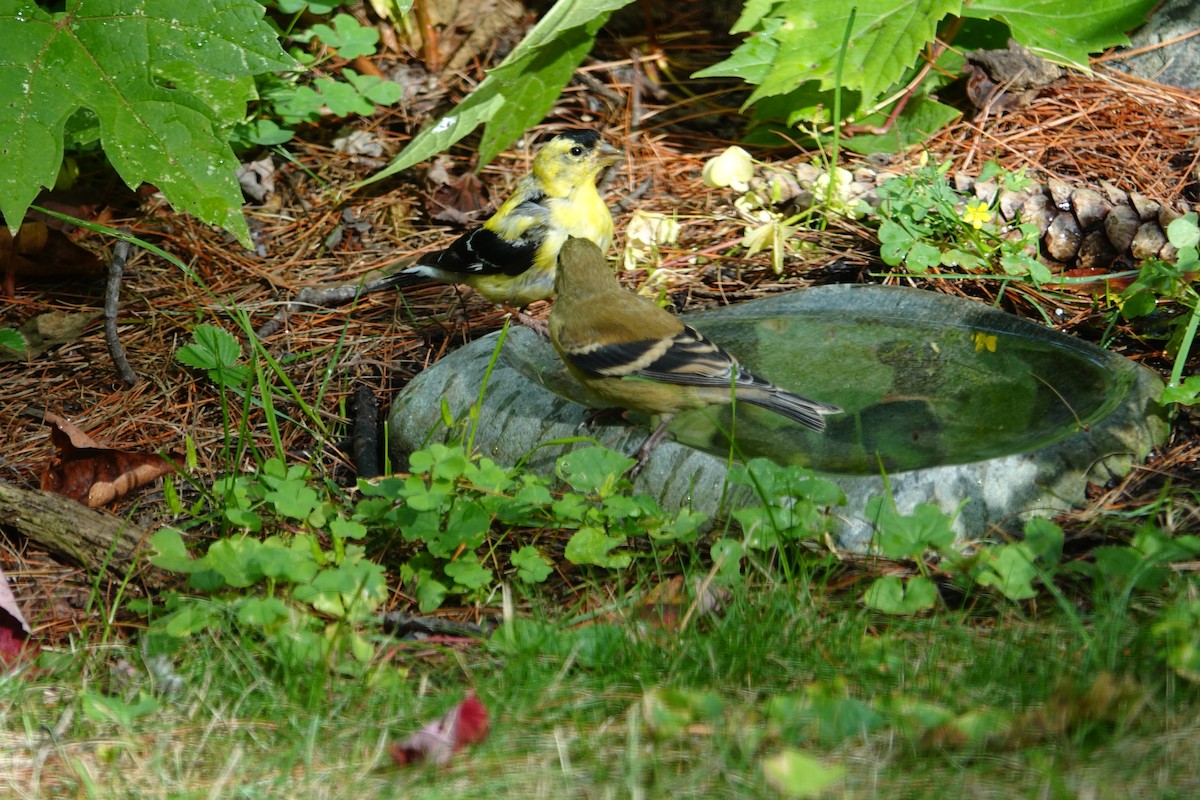 American Goldfinch - ML642035507