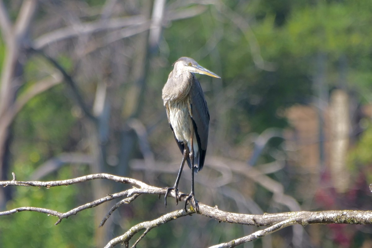 Great Blue Heron - ML642035527