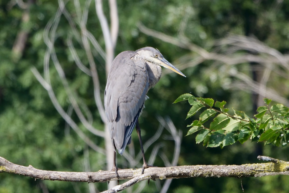 Great Blue Heron - ML642035528