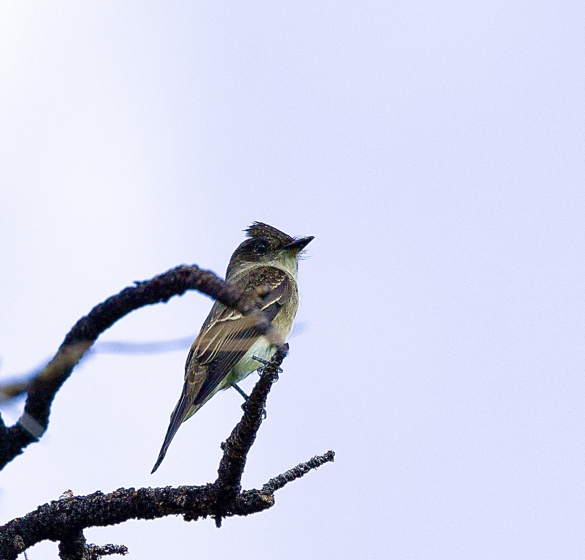 Western Wood-Pewee - ML642035531