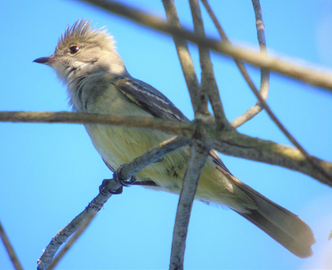 Yellow-bellied Elaenia - ML642035541