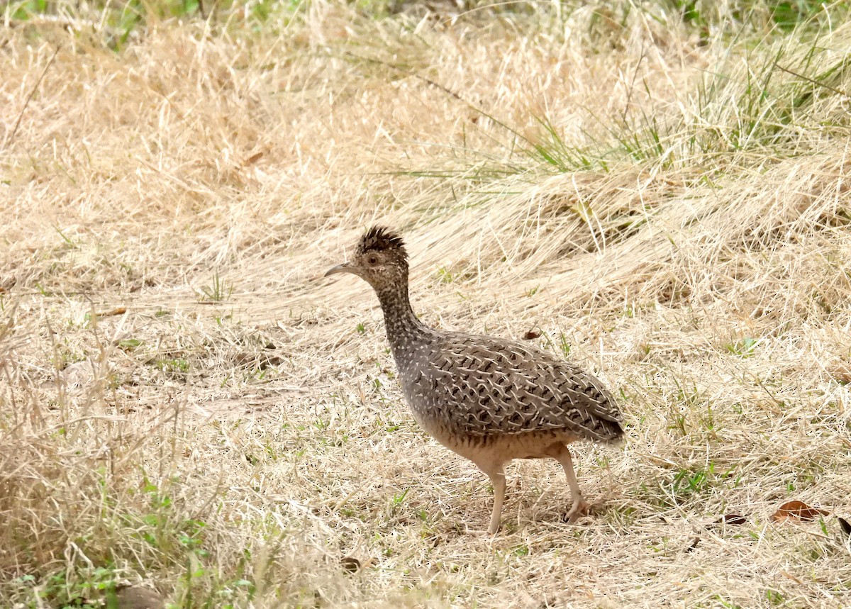 Brushland Tinamou - ML642035556