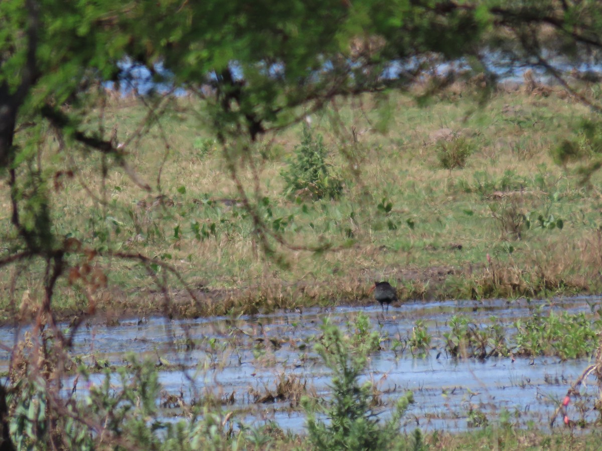 Ibis Afeitado - ML642035558