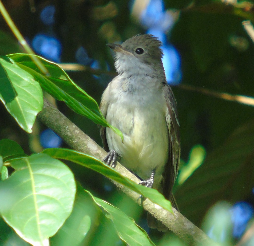 Yellow-bellied Elaenia - ML642035570
