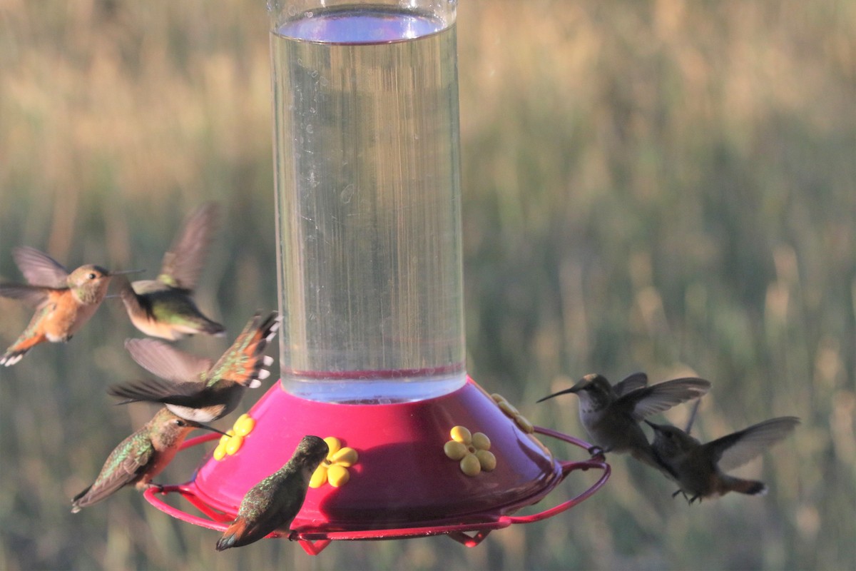 Rufous Hummingbird - ML642035582
