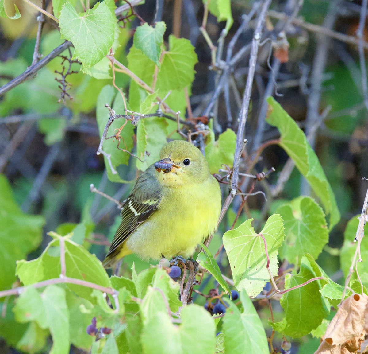 Western Tanager - ML642035584
