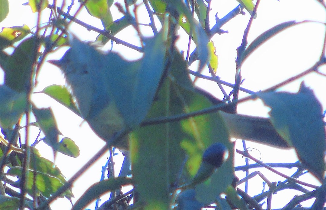 Yellow-bellied Elaenia - ML642035591