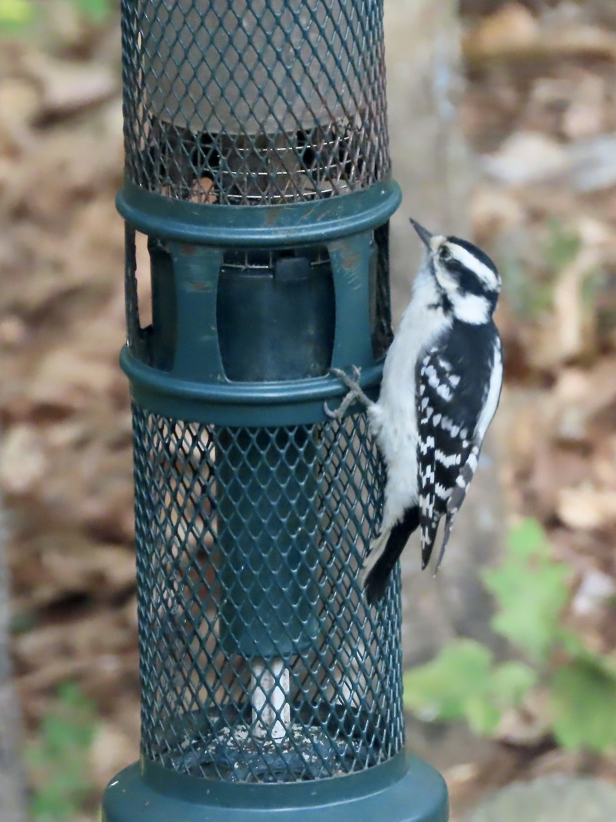 Downy Woodpecker - ML642035608