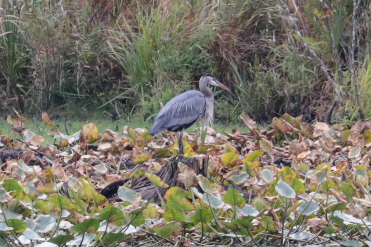Great Blue Heron - ML642035622