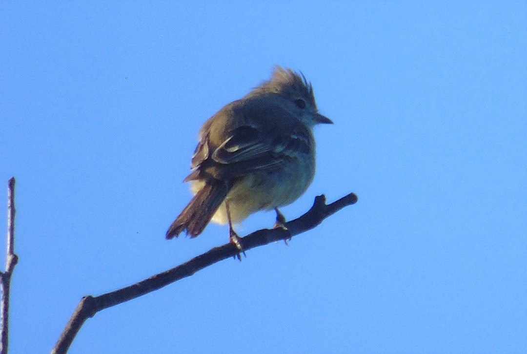 Yellow-bellied Elaenia - ML642035628
