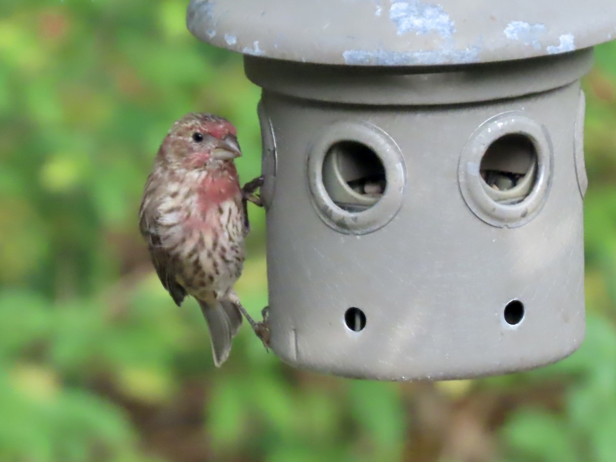 House Finch - ML642035643
