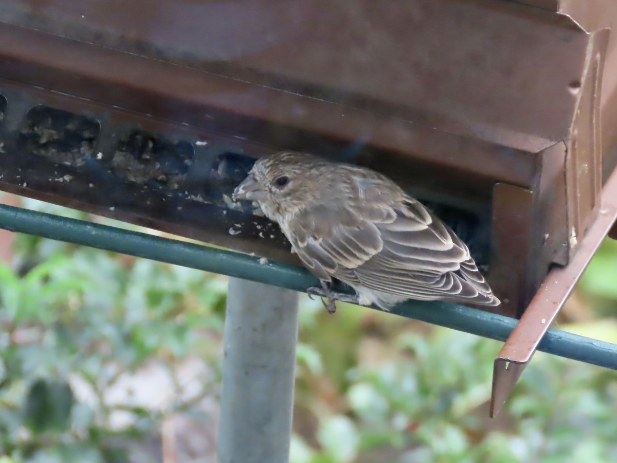 House Finch - ML642035644