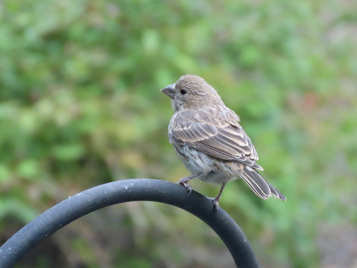 House Finch - ML642035645