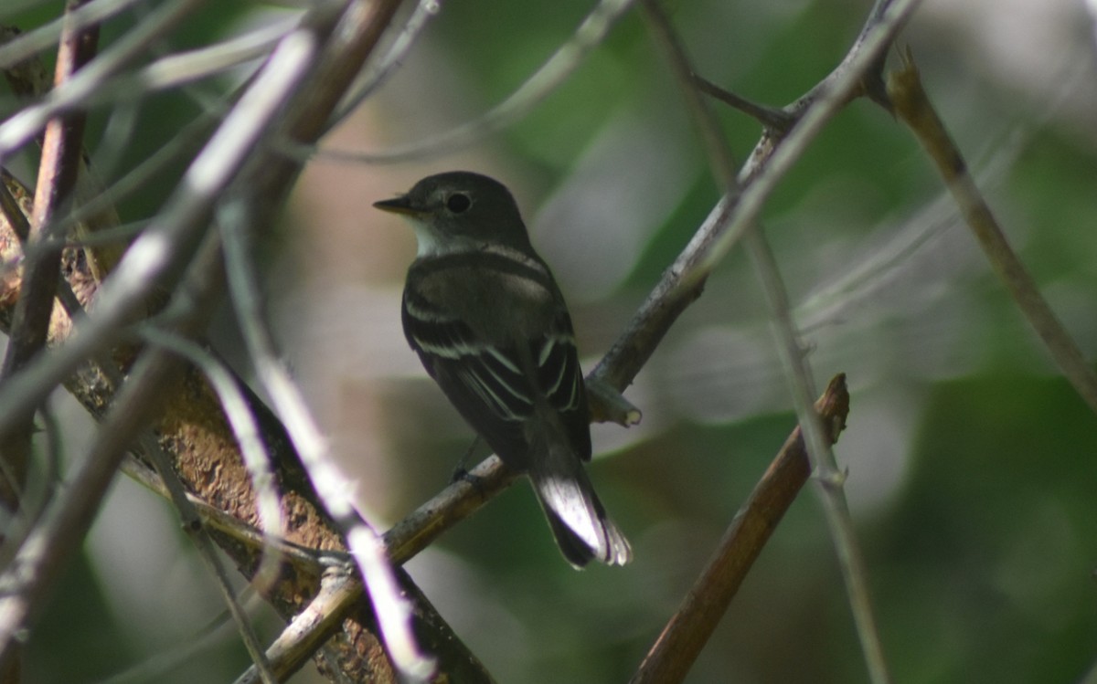Alder Flycatcher - ML642035652