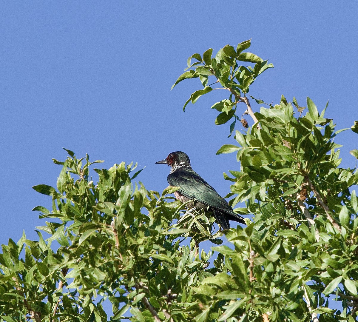 Lewis's Woodpecker - ML642035662