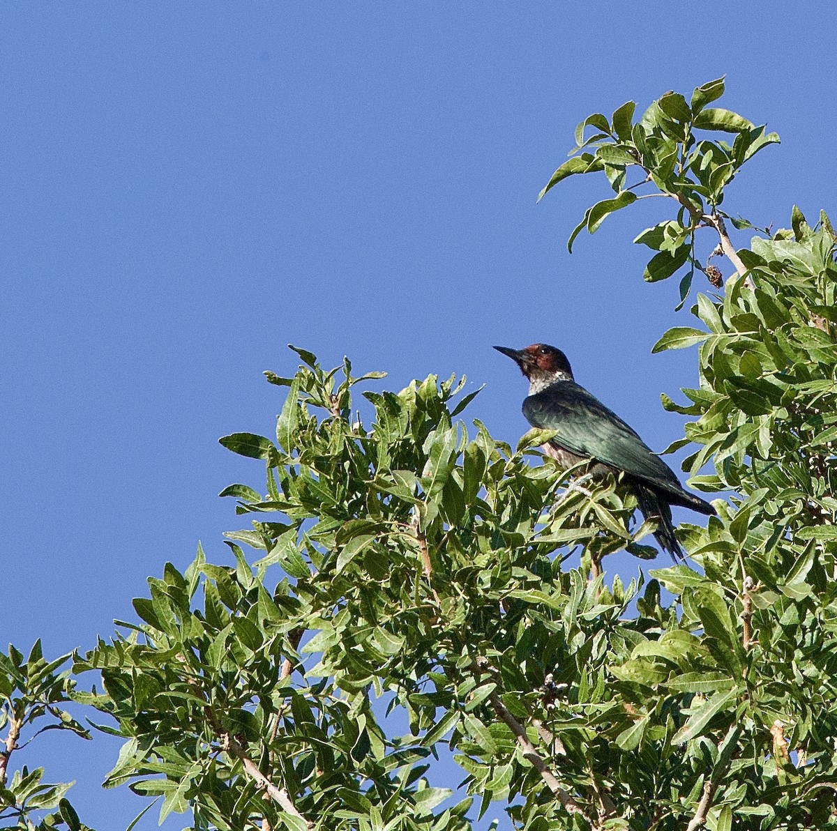 Lewis's Woodpecker - ML642035663
