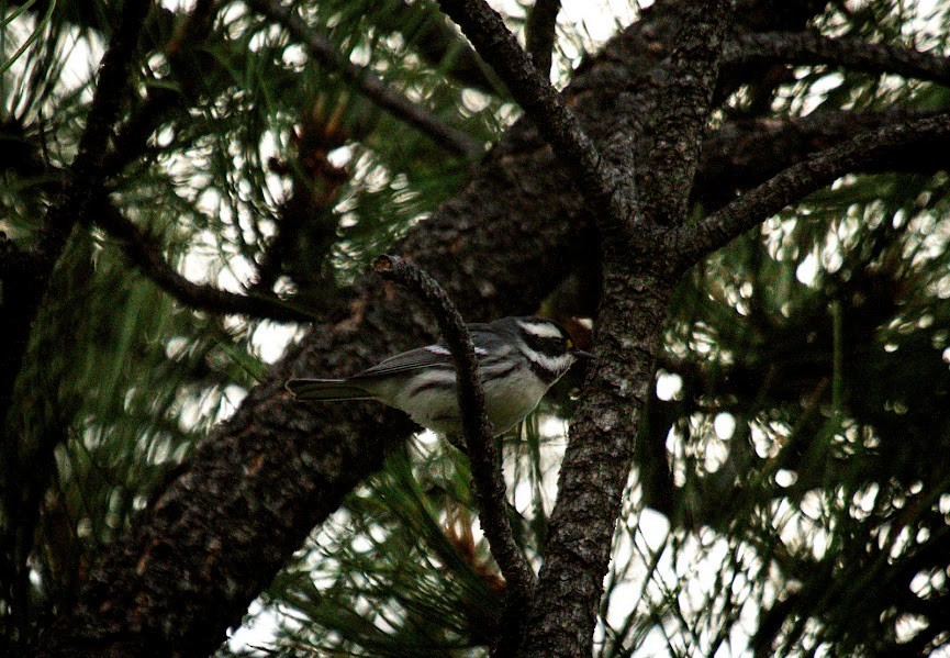 Black-throated Gray Warbler - ML642035669