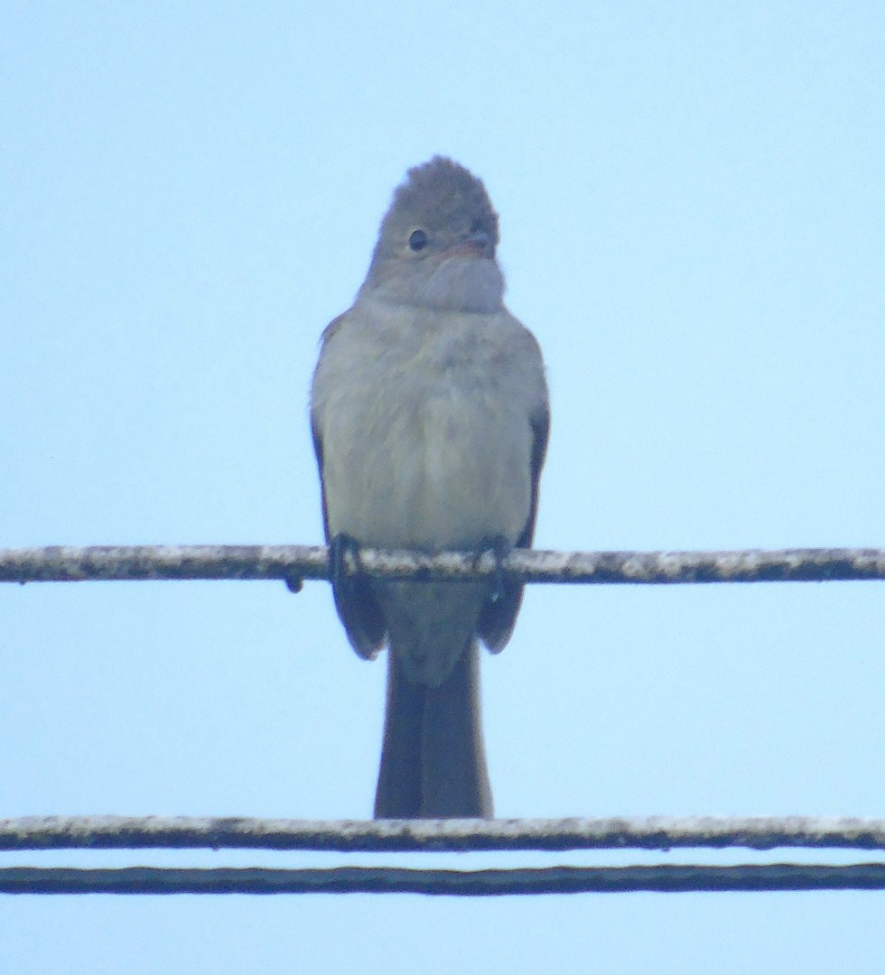 Yellow-bellied Elaenia - ML642035671