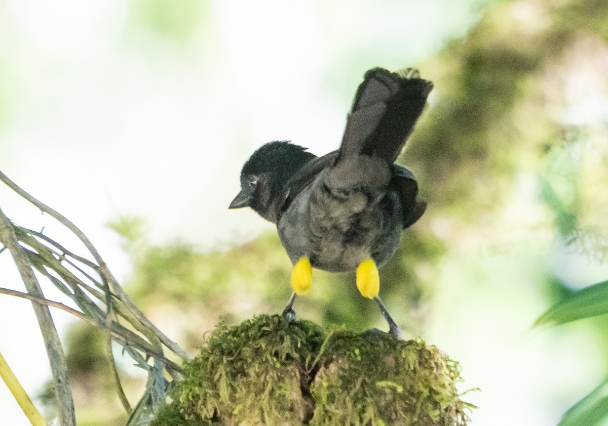 Yellow-thighed Brushfinch - ML642035672