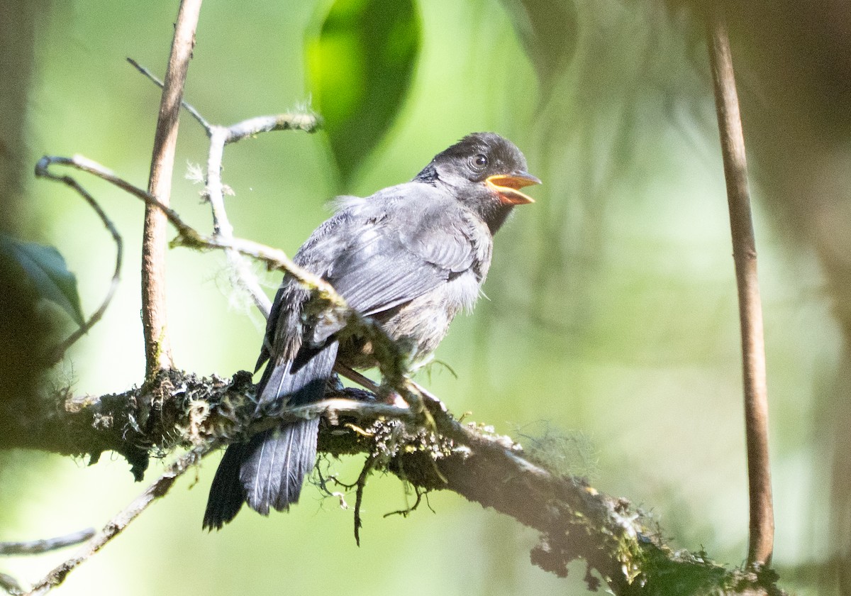 Yellow-thighed Brushfinch - ML642035673