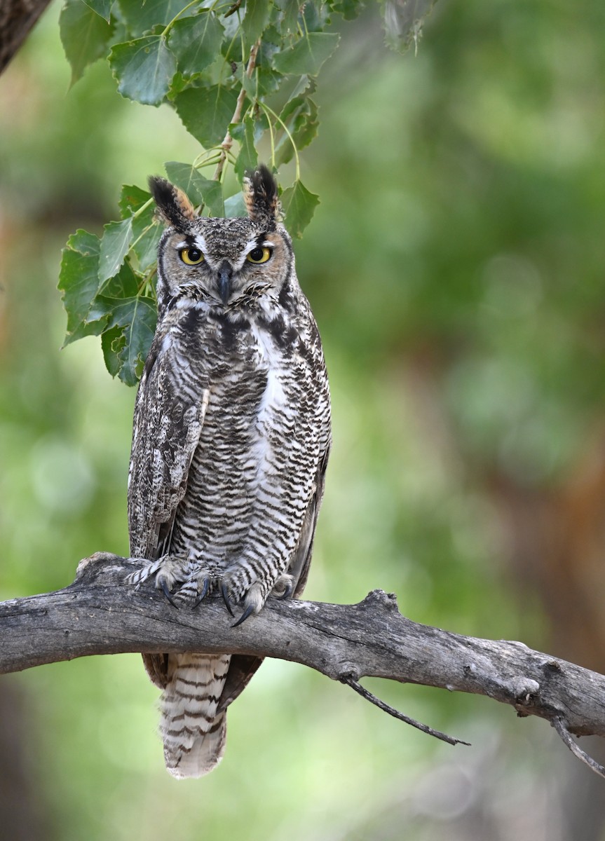 Great Horned Owl - ML642035680